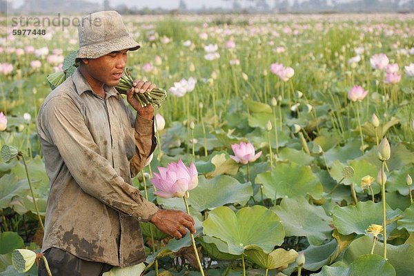 Lotus Bauer  Siem Reap  Kambodscha  Indochina  Südostasien  Asien