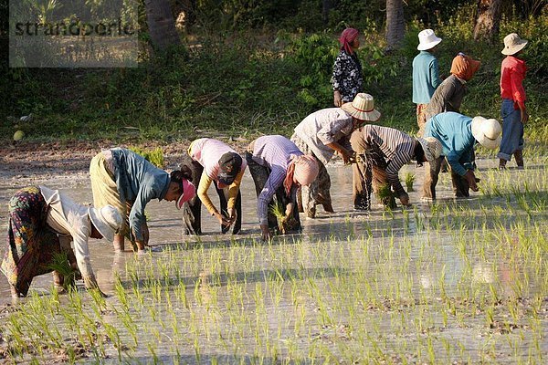 Bauern Pflanzen Reis  Siem Reap  Kambodscha  Indochina  Südostasien  Asien & # 10