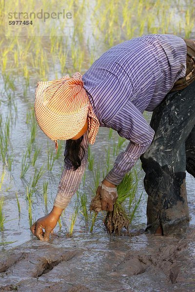 Frau Reis  Siem Reap  Kambodscha  Indochina  Südostasien  Asien & # 10 Pflanzen