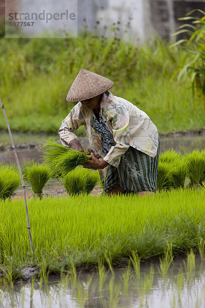 Landwirt und der Reis zuzuschneiden  Kerobokan  Bali  Indonesien  Südostasien  Asien