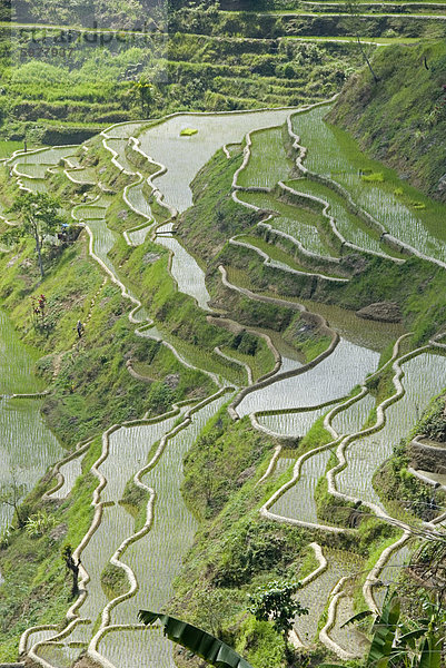Schlamm-von Mauern umgebenen Reisterrassen Ifugao Kultur  Banaue  UNESCO Weltkulturerbe  Cordillera  Luzon  Philippinen  Südostasien  Asien
