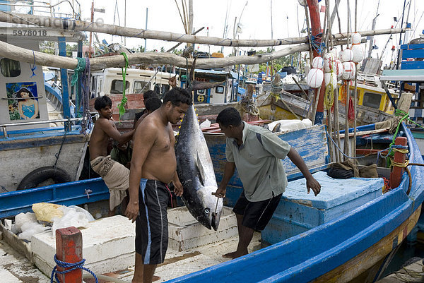 Angeln  Hafen  gebaut mit US-Hilfe nach 2004 Tsunami in Asien  Purunawella  östlich von Galle  Südküste von Sri Lanka  Asien