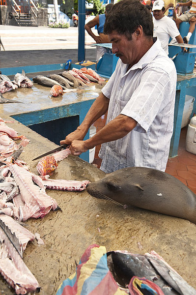 Seelöwe Fisch Pisces Insel Diebstahl klauen Abfall Ecuador Galapagosinseln Markt Südamerika