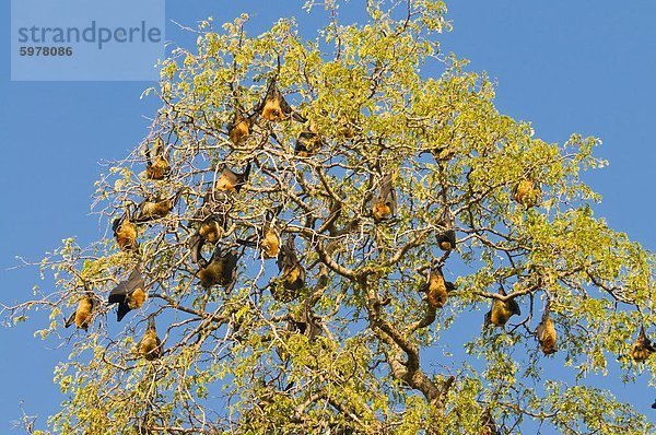 Berenty Private Reserve  Madagaskar  Afrika