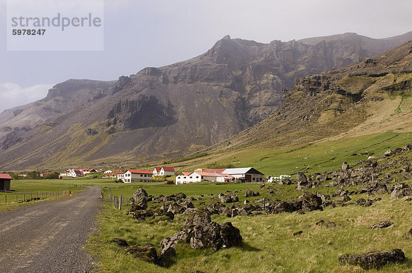 Isländische Schafe  Hof  Südküste  Island  Polarregionen
