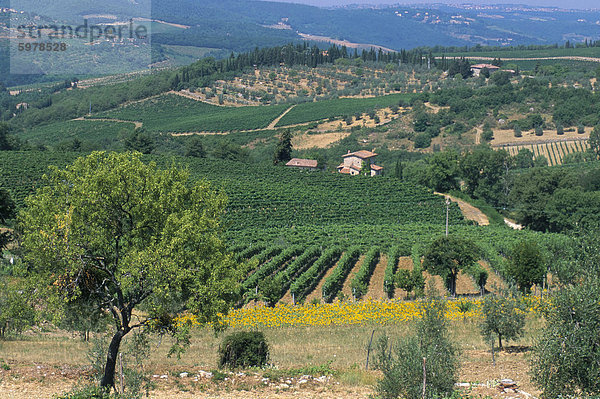 Weinberge  Chianti  Toskana  Italien  Europa