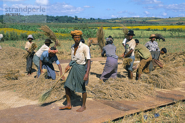 Landarbeiter  Straße nach Pindaya  Shan State  Myanmar (Birma)  Asien
