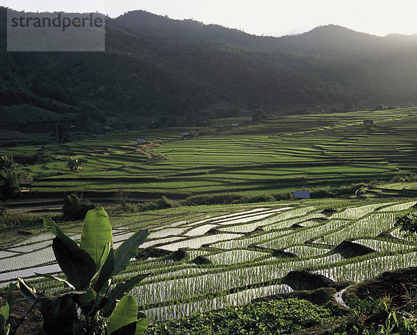 Terrassierten Reisfeldern  Doi Inthanon  Chiang Mai  Thailand  Südostasien  Asien