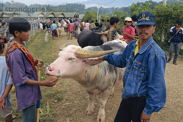 Wasserbüffel Markt  Rantepao  Toraja Region  Sulawesi  Indonesien  Südostasien  Asien