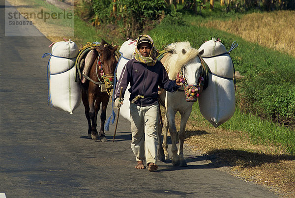 Porträt eines jungen Mannes zu Fuß zwei geladene Pferde an Road  in der Nähe von Pare Pare  Sulawesi  Indonesien  Südostasien  Asien