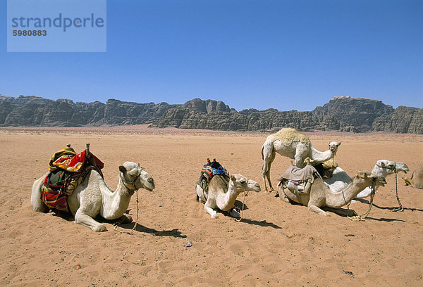Kamele in der Wüste  Wadi Rum  Jordanien  Naher Osten