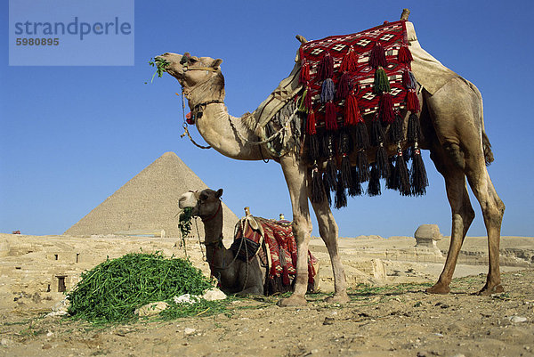 Kamele bei den Pyramiden von Gizeh  Gizeh  Kairo  Ägypten  Nordafrika  Afrika