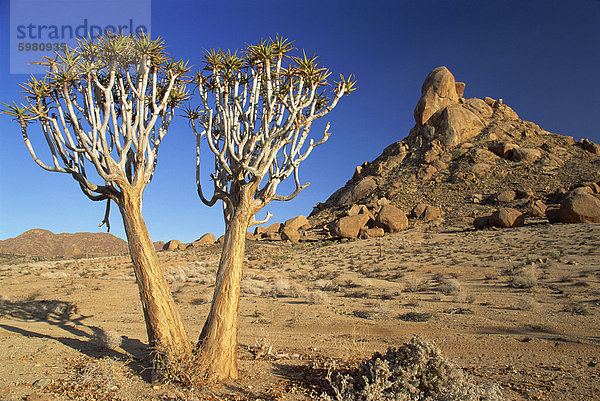 Köcher Bäume  Richtersveld  Nord-Kap-Provinz  Südafrika  Afrika