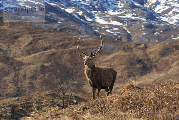 Porträt von einem Rothirsch  Highlands  Schottland  Vereinigtes Königreich  Europa