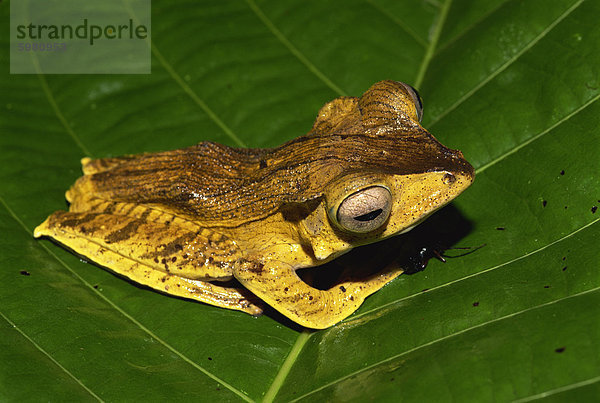 Baum Frosch Anfang Entdeckung Menschen im Hintergrund Hintergrundperson Hintergrundpersonen Tier Südostasien Asien Borneo Malaysia Regenwald Sabah