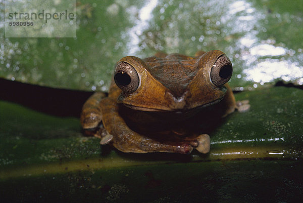 Datei braunes Laubfrosch (Polypedates Otilopus) im unberührten Regenwald in Danum-Valley-Conservation-Area  Sabah  Malaysia  Borneo  Südostasien  Asien