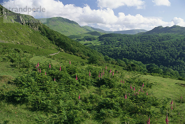 Hügel nahe der Mündung Mawddach Snowdonia-Nationalpark  Gwynedd  Wales  Vereinigtes Königreich  Europa