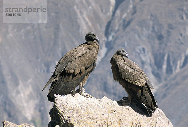 Zwei Kondore am Cruz del Condor  Colca Canyon  Peru  Südamerika