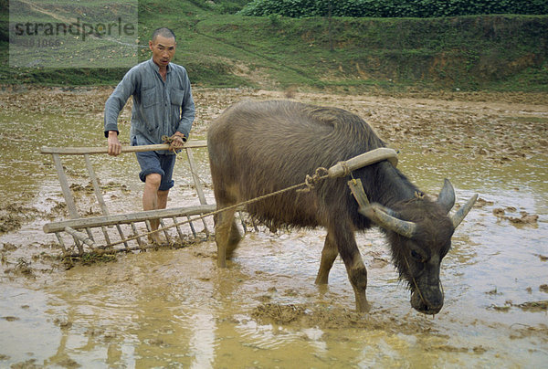 Bauer mit Pflug Bullock in überfluteten Bereich an Guilin  China  Asien