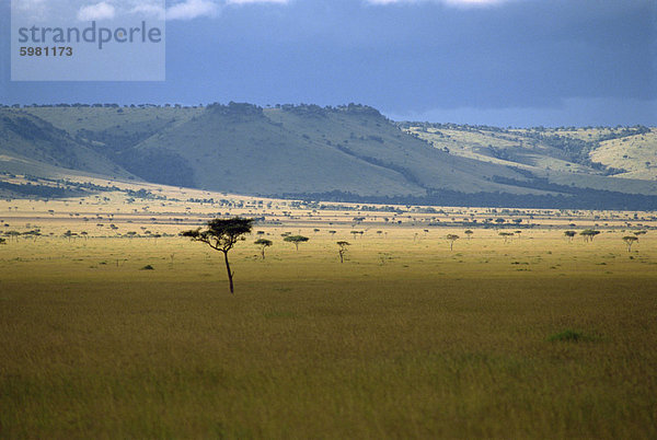 Masai Mara National Reserve  Kenia  Ostafrika  Afrika