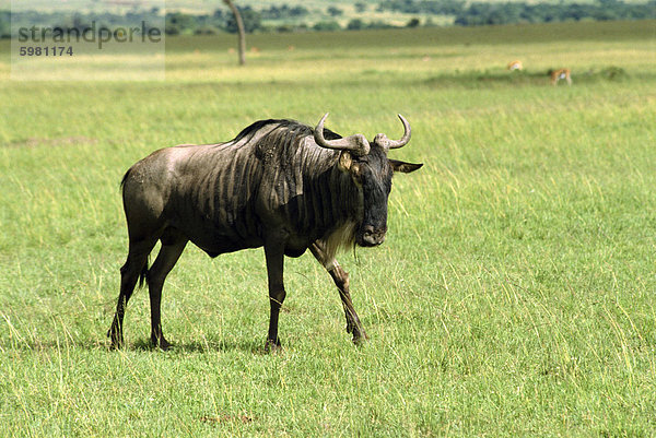 Gnus  Masai Mara National Reserve  Kenia  Ostafrika  Afrika