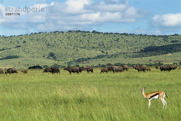 Herde Büffel  Masai Mara National Reserve  Kenia  Ostafrika  Afrika