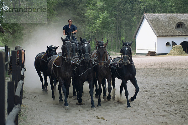 Csikos oder Cowboys auf Pferdehof in der Puszta  Ungarn  Europa
