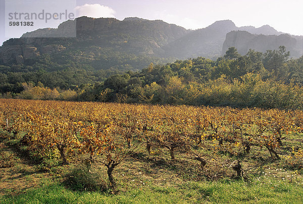 Weinberge bei Roquebrun Sur Argens  Var  Provence  Frankreich  Europa