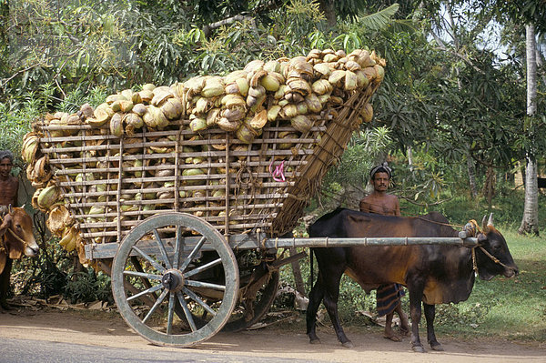 Rind-Karre geladen mit Kokosnuss-Schalen  in der Nähe von Colombo  Sri Lanka  Asien