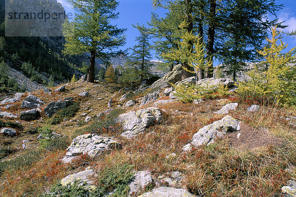 Vallee de Fontanalba  Pays des Merveilles  Mercantour Nationalpark  Alpes Maritimes  Provence  Frankreich  Europa