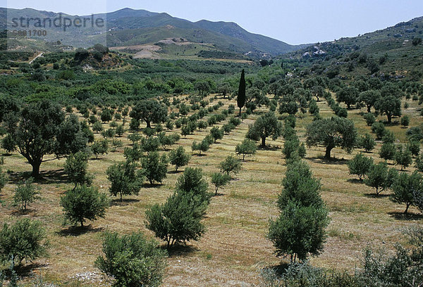 Olive Bäume  nahe Spili  Insel Kreta  Griechenland  Mittelmeer  Europa