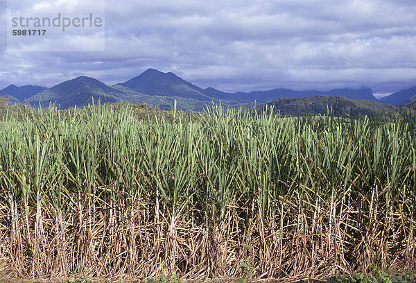 Zuckerrohr  Queensland  Australien  Pazifik