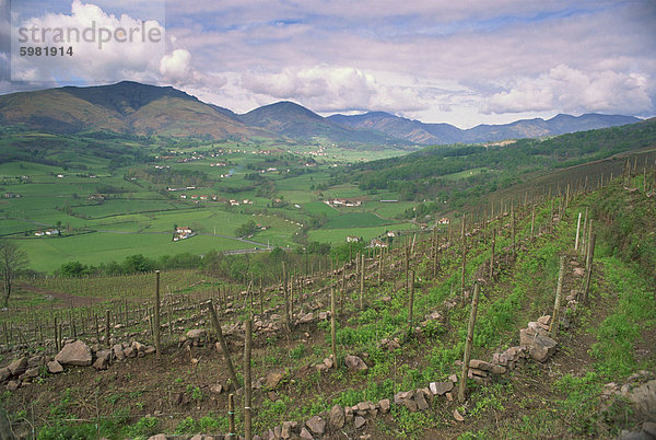 Weinberge in der Nähe von St. Jean Pied de Port  baskische Gebiet  Aquitaine  Frankreich  Europa