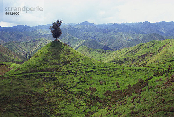 Einsamer Baum auf kleinen Peak in den Hügeln nahe Wanganui  Nordinsel  Neuseeland  Pazifik