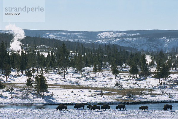Winter im Midway-Becken  Büffel-neben Firehole River  Yellowstone National Park  UNESCO World Heritage Site  Wyoming  Vereinigte Staaten von Amerika  Nordamerika