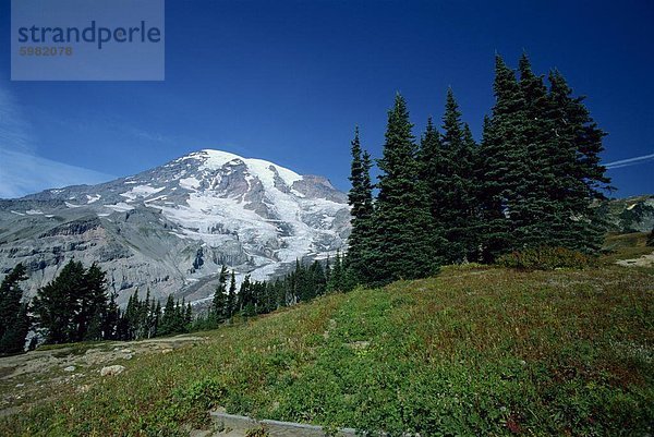 Bäume in Beautiful Paradise Park und dem eisigen Gipfel der 4384m Vulkan Mount Rainier  höchster Punkt im Zustand und beliebte Wandern Zentrum  US-Bundesstaat Washington  Vereinigte Staaten von Amerika  Nordamerika