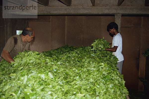 Teeproduktion  Cameron Highlands  Malaysia  Südostasien  Asien