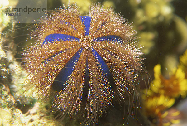 Seeigel Südostasien Asien Borneo Malaysia Sabah