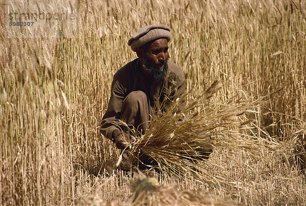 Schneiden Weizen mit Sichel und dann Stooking  Pakistan  Asien