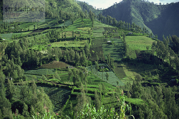 Landschaft in Mount Bromo Region  Java  Indonesien  Südostasien  Asien