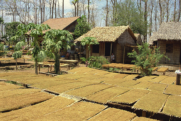 Tabak trocknen draußen  in der Nähe von Dalat  Süd-Vietnam  Vietnam  Indochina  Südostasien  Asien