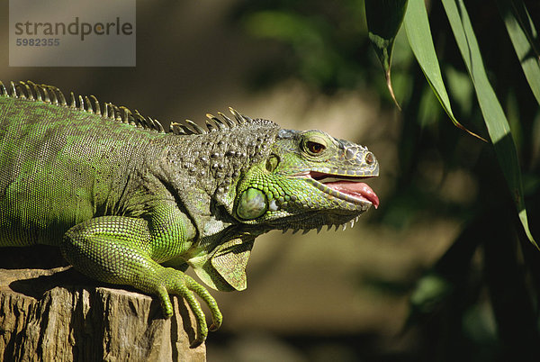 Grüner Leguan  Bali  Indonesien  Südostasien  Asien