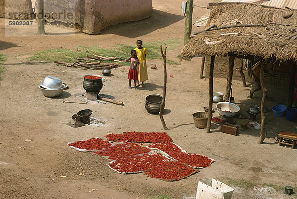 Trocknende Chilischoten  nördlichen Bereich  Ghana  Westafrika  Afrika