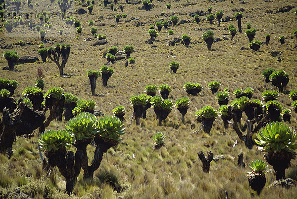 Riesige Greiskraut  Mount Kenya Nationalpark  Kenia  Ostafrika  Afrika