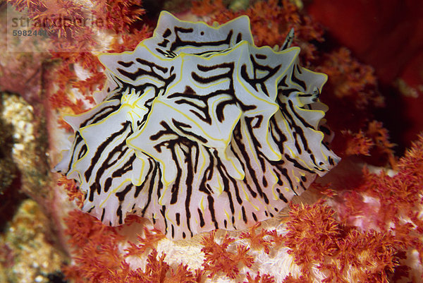 Nacktschnecke am roten weichen Korallen (Dendronephthya)  Rotes Meer  Nordafrika  Afrika