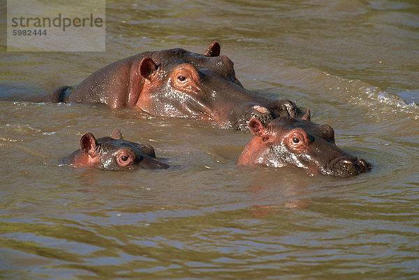 Flusspferde (Hippopotamus Amphibius) entspannende am Mara River  Masai Mara  Kenia  Ostafrika  Afrika