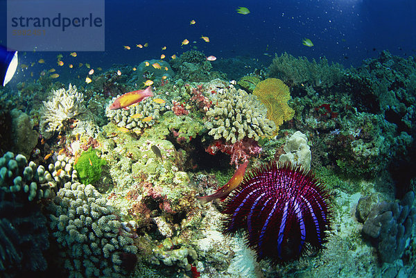 Krone von Dornen Starfish (Acanthaster Planci) frisst Korallen auf ein gesundes Riff  Similan Inseln  Thailand  Südostasien  Asien