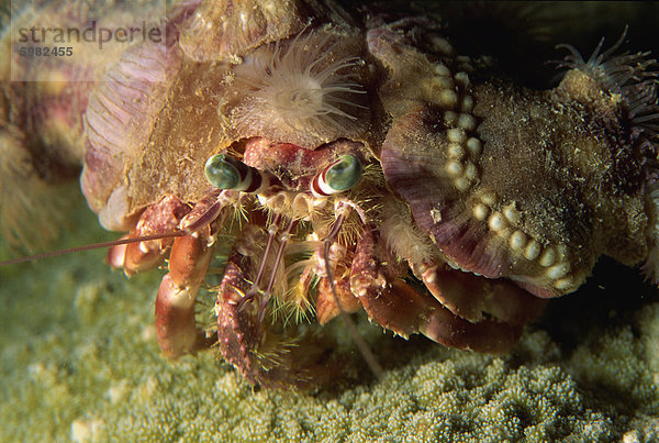 Eine Dekorateur Krabbe tarnt sich durch Anfügen von lebenden Schwämmen und Anemonen  Sabah  Borneo  Malaysia  Südostasien  Asien