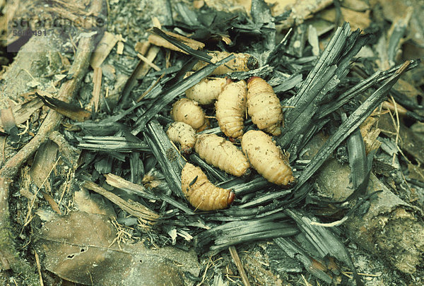 Sago grubs  gefressen zu werden  Irian Jaya  Indonesien  Südostasien  Asien