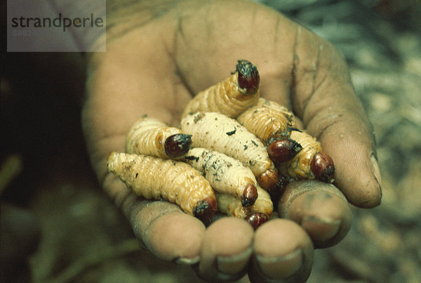 Sago grubs  gefressen zu werden  Irian Jaya  Indonesien  Südostasien  Asien